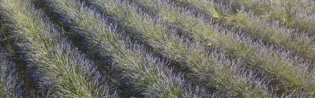 fleurs de lavande 