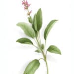 Sauge officinale bio