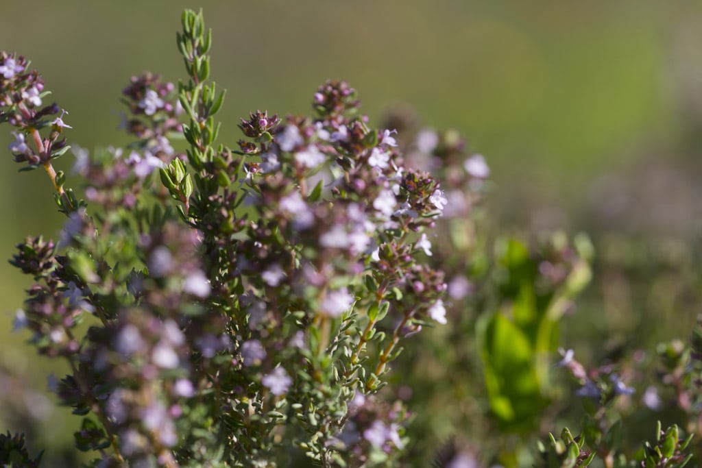 thym-en-fleur Le thym en fleurs du Mas Sophia