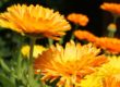 Fleurs de calendula