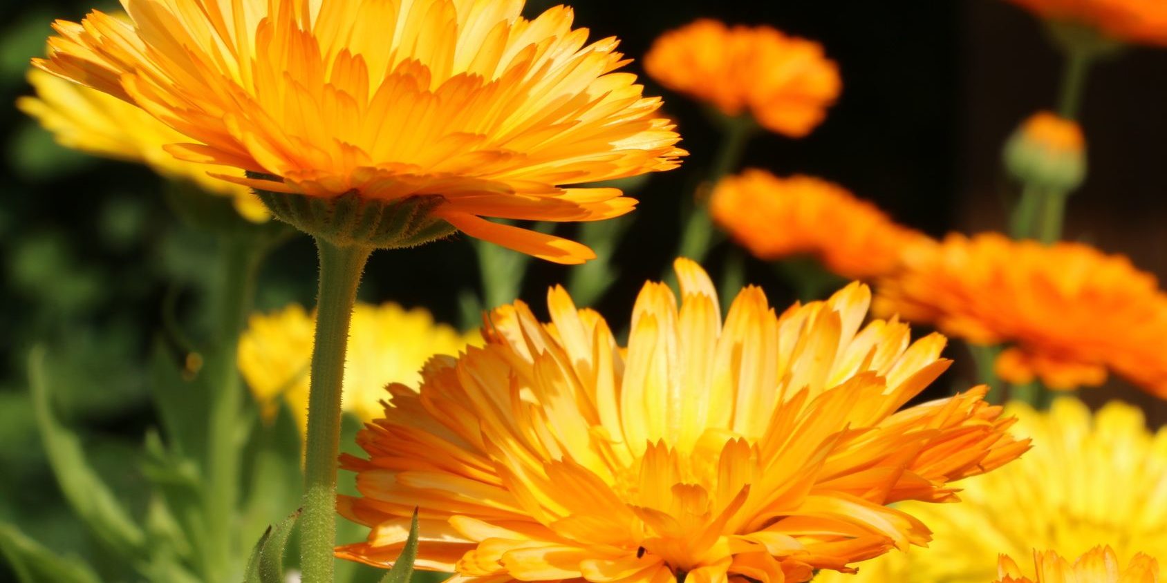 Calendula fleurs Fleurs de calendula