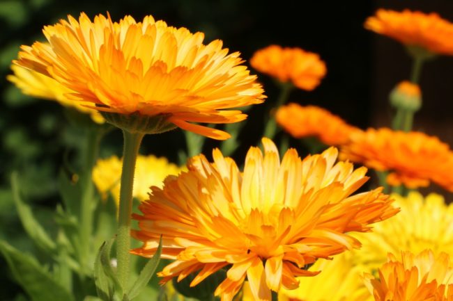 Calendula fleurs Fleurs de calendula