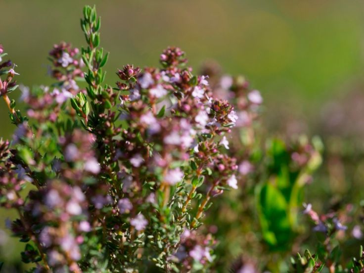 Fleurs de thym